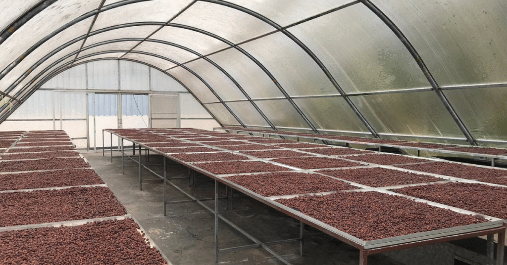 solar greenhouse coffee drying